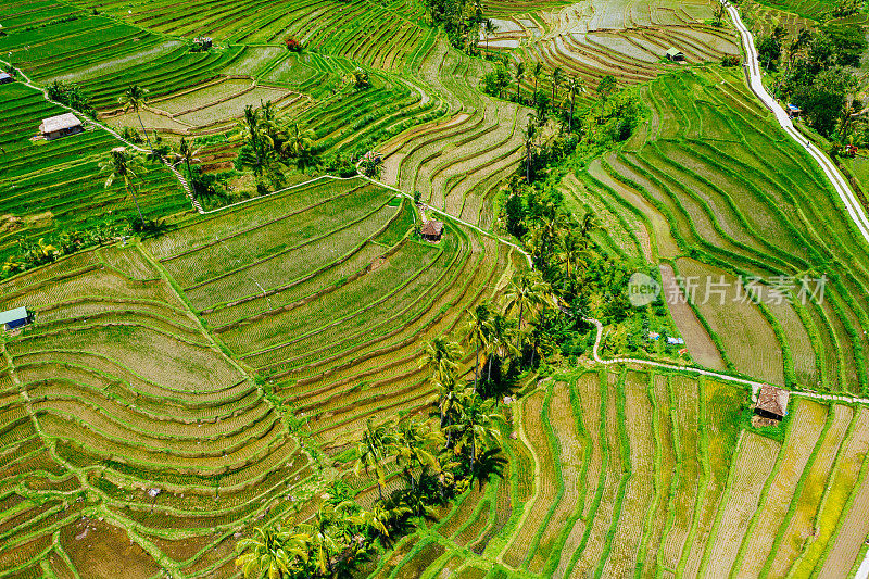巴厘岛的Jatiluwih Rice土地